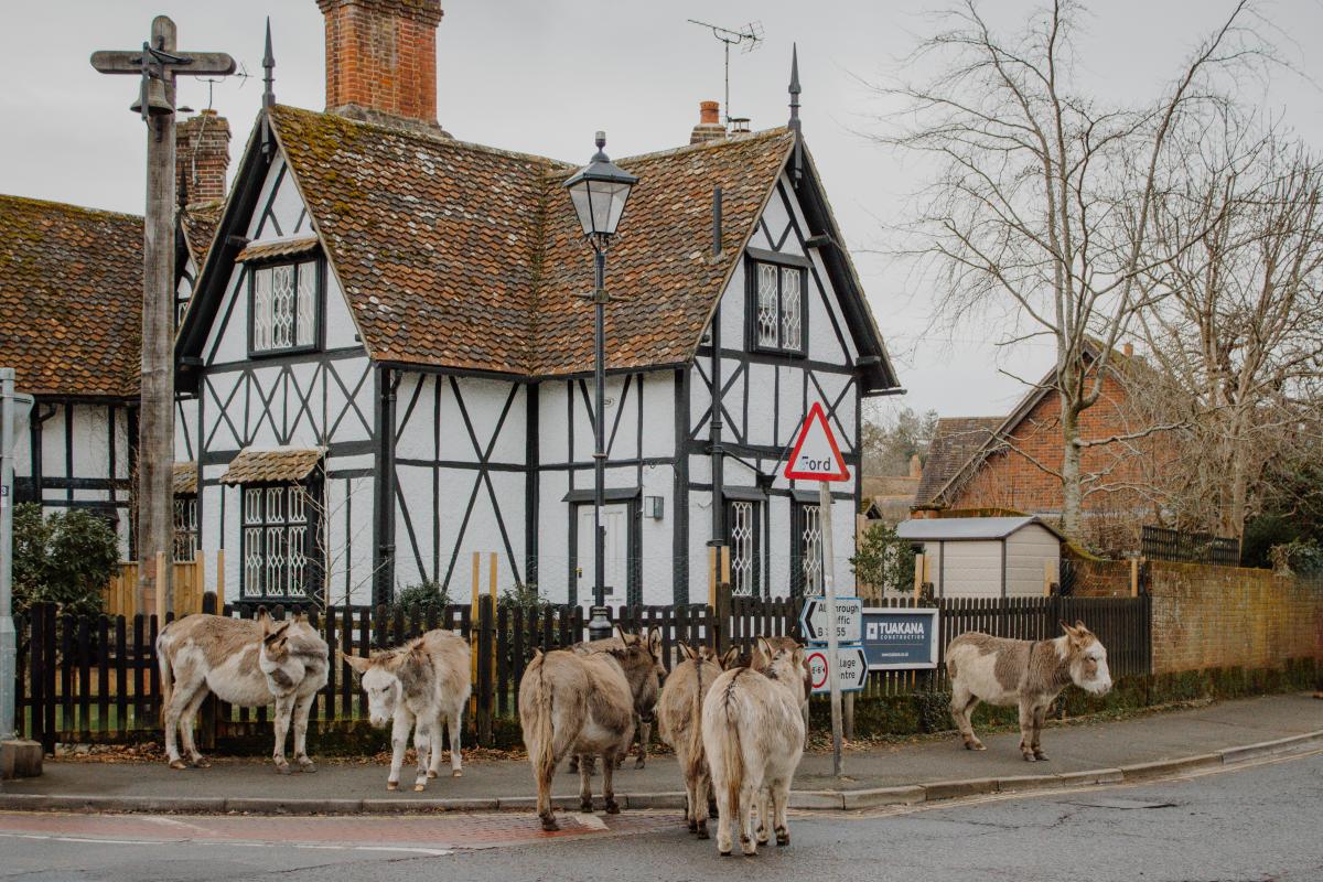 Donkeys in Brockenhurst in the New Forest