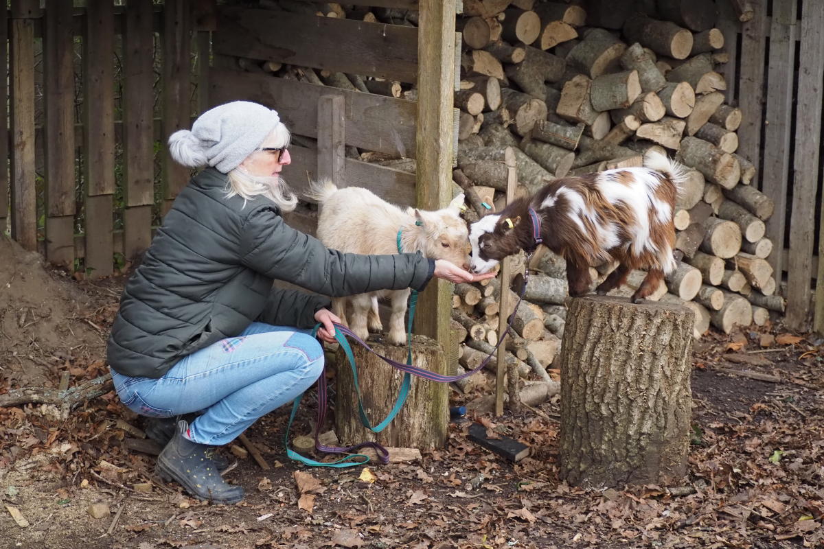 Person feeding goats at Little Goats in Brockenhurst