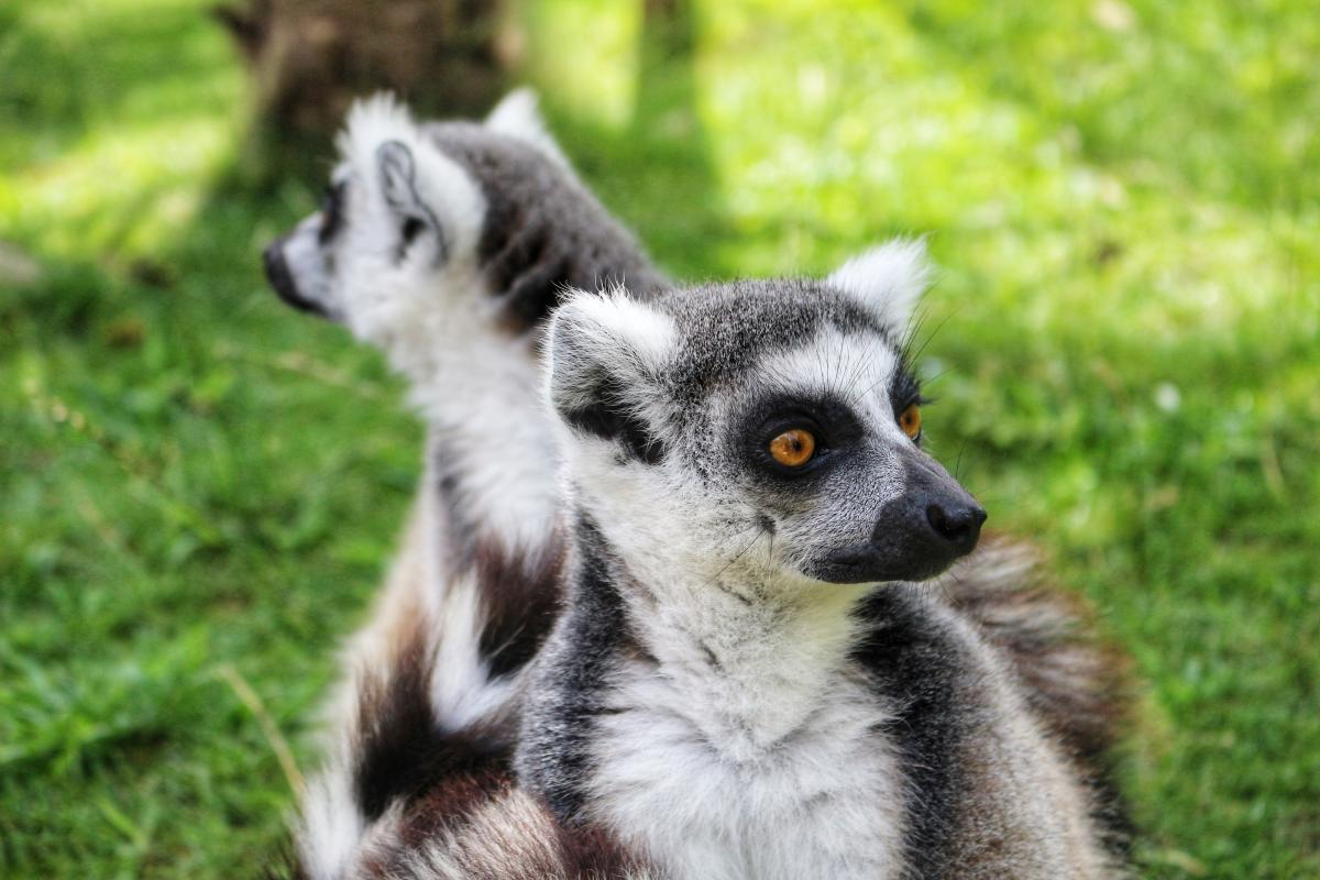Paultons Park Blog - Lemurs