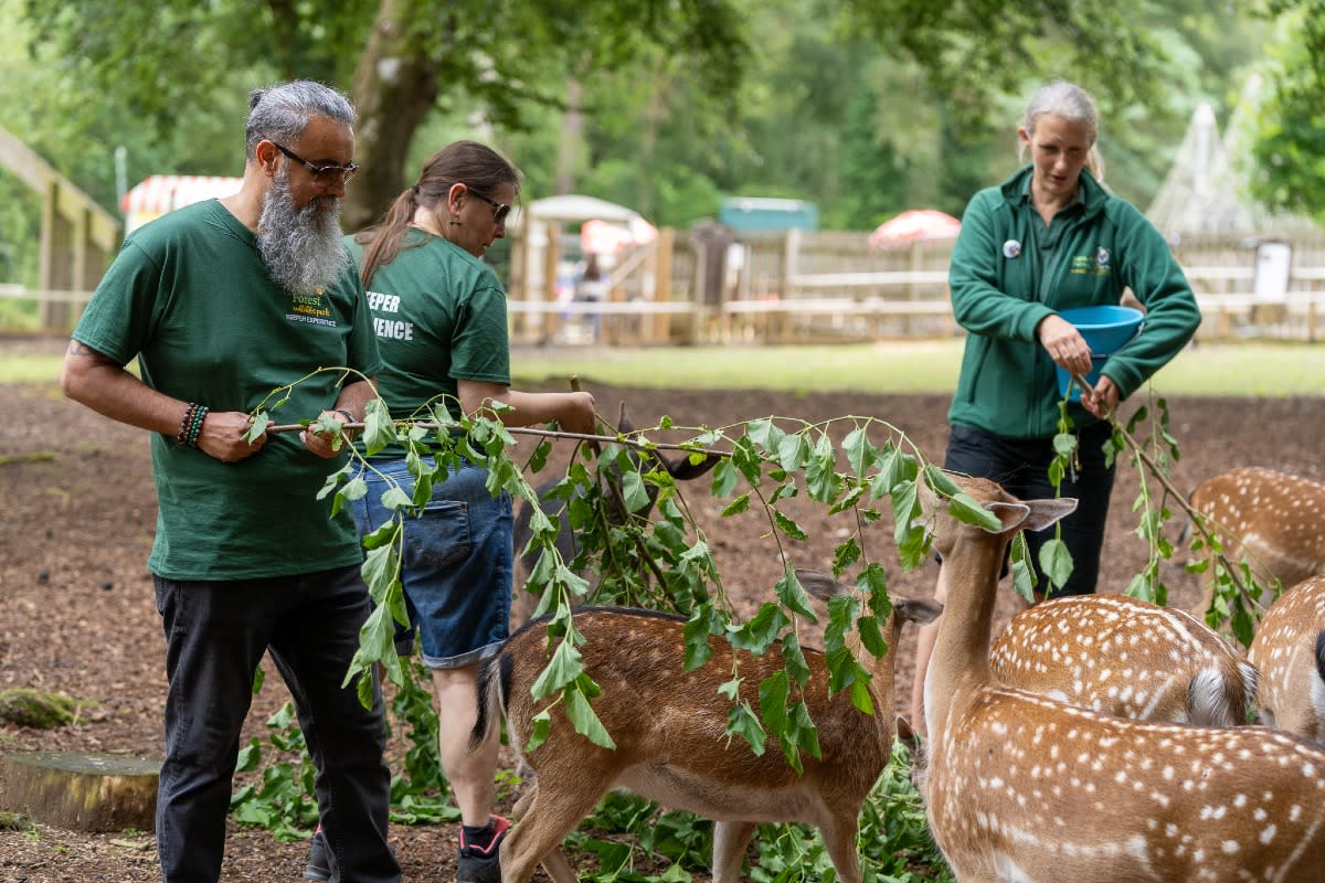 New Forest Wildlife Park