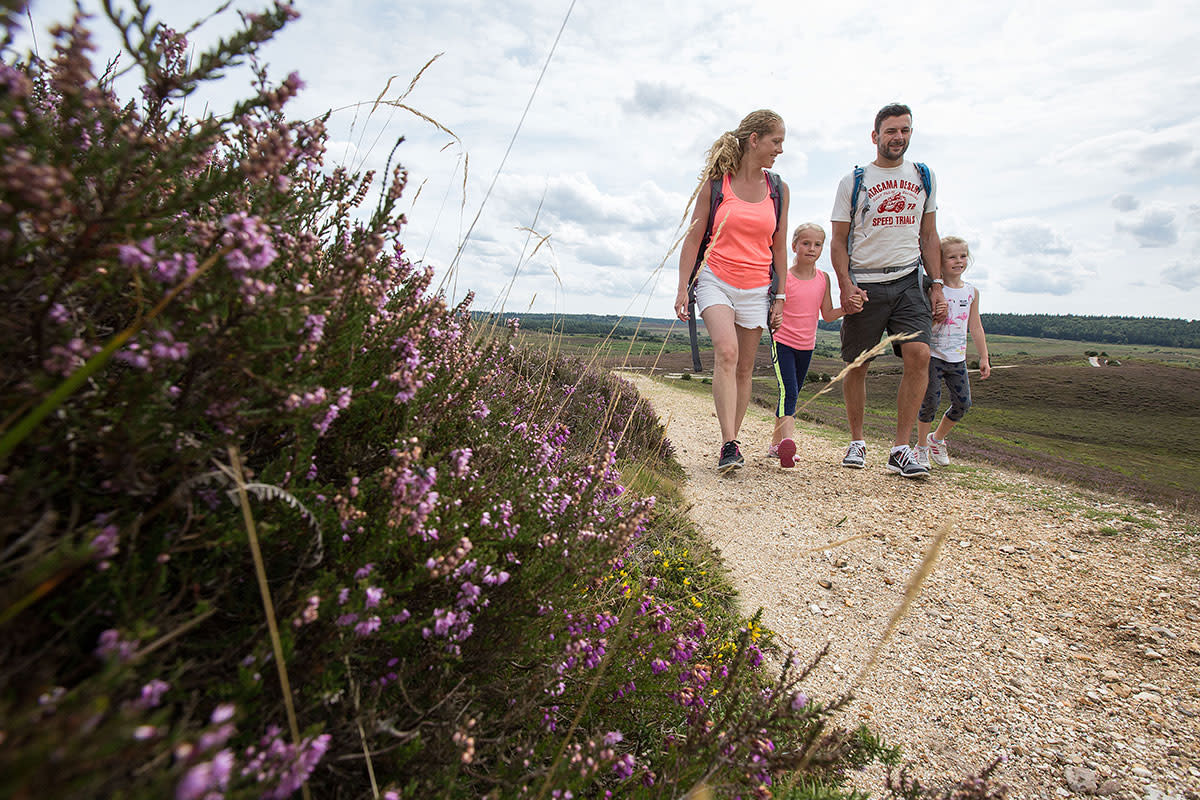 Family walking amongst heather in the New Forest