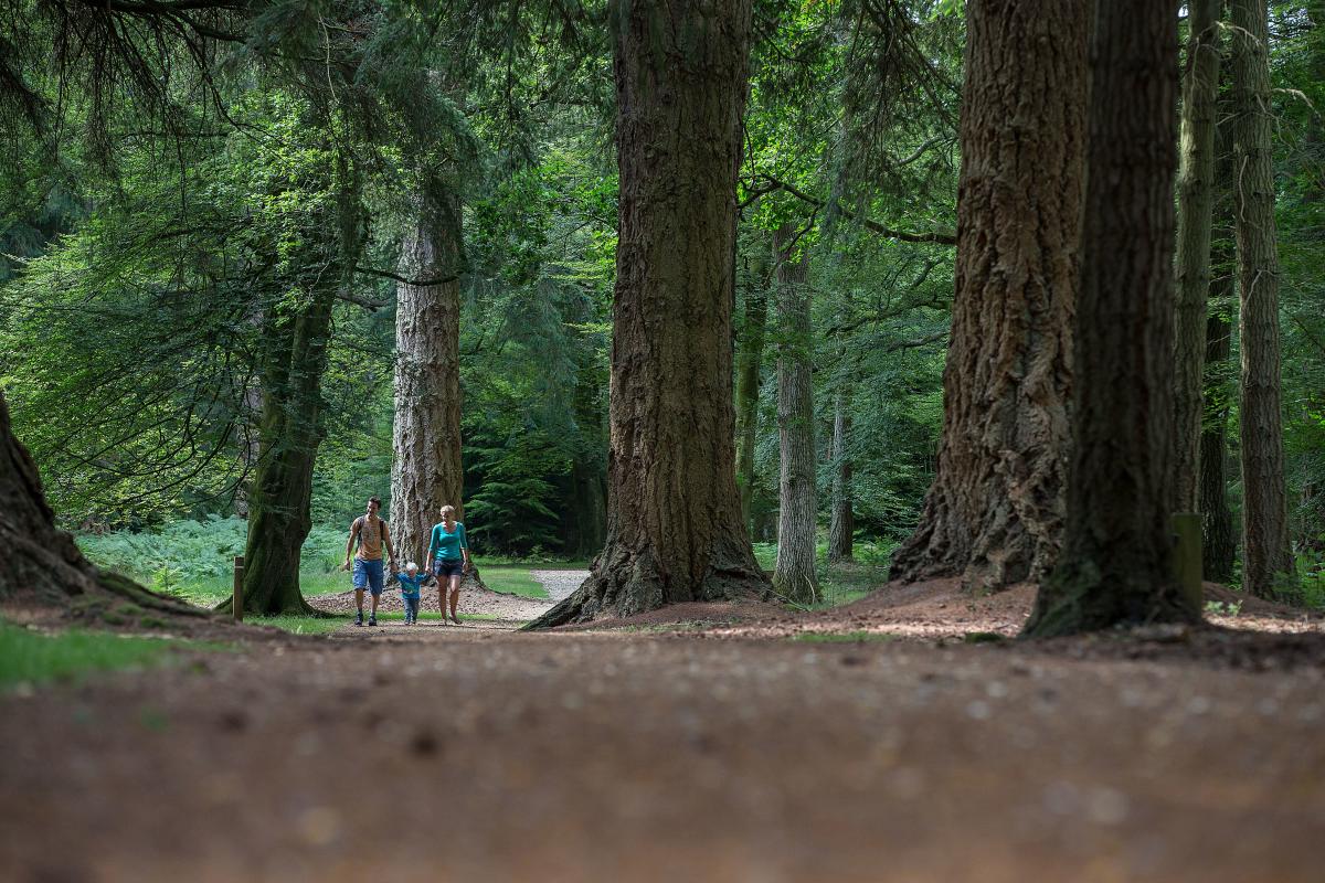 Walking in the New Forest with a toddler