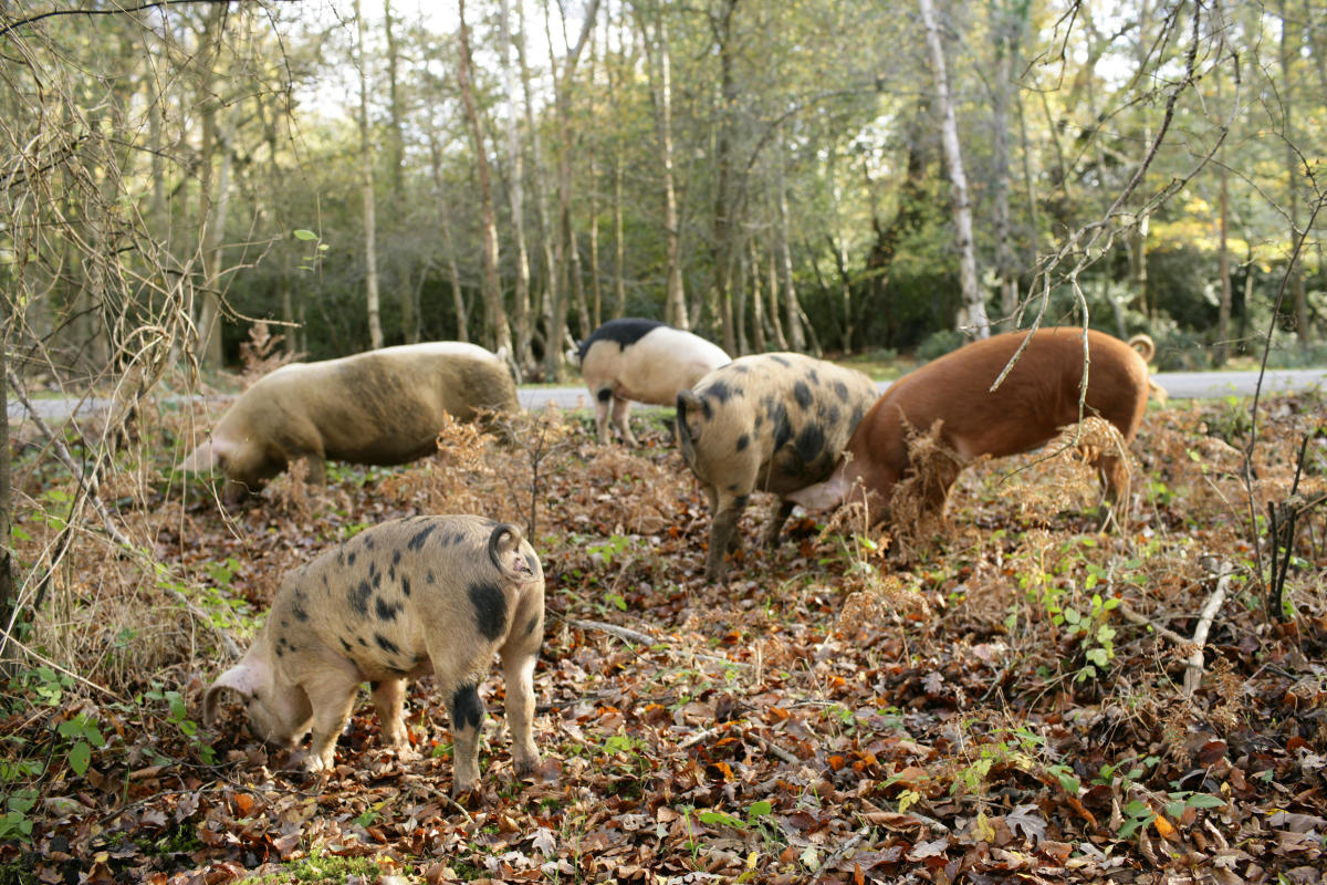 Pannage pigs