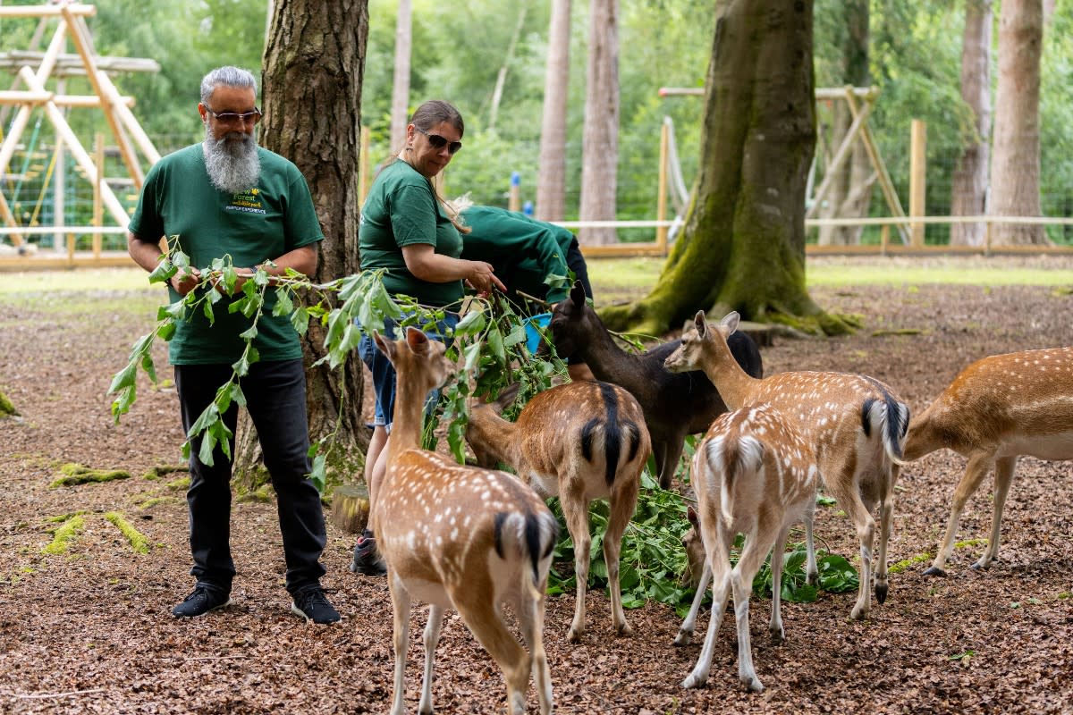 New Forest Wildlife Park