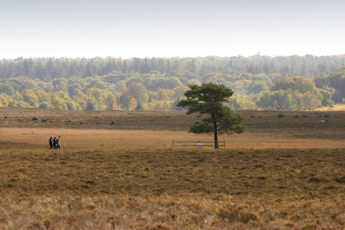 Group walking through heathland during the autumn in the New Forest