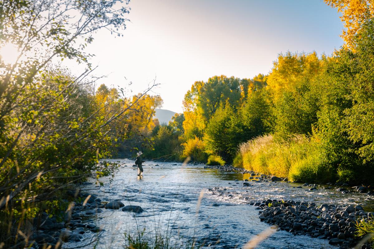 An angler stands in a flowing river as he casts his rod, the river is surrounded by golden and green trees and foliage.