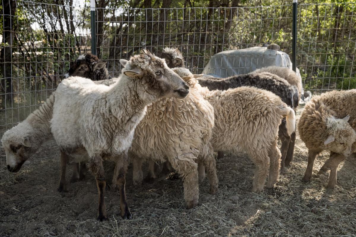 Churro sheep—the source of his wool