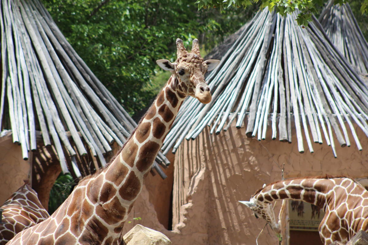 ABQ BioPark Giraffes