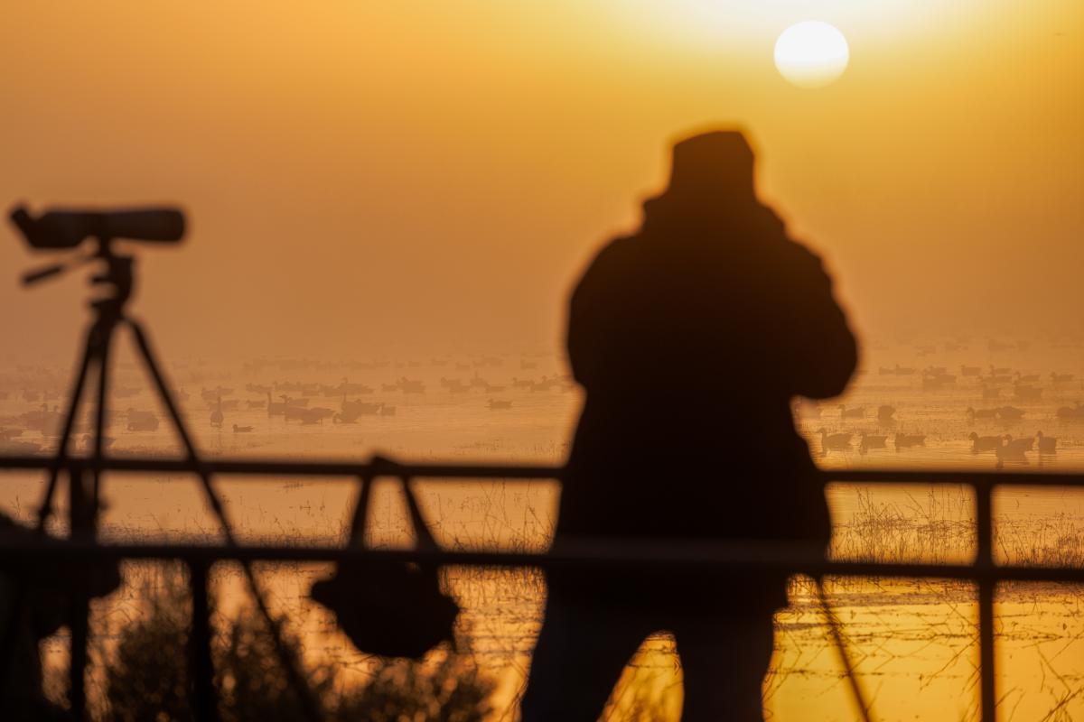 A person is silhouetted against a sunrise, standing near a railing and looking over a large flock of birds on the water. A telescope is set up on a tripod next to them.