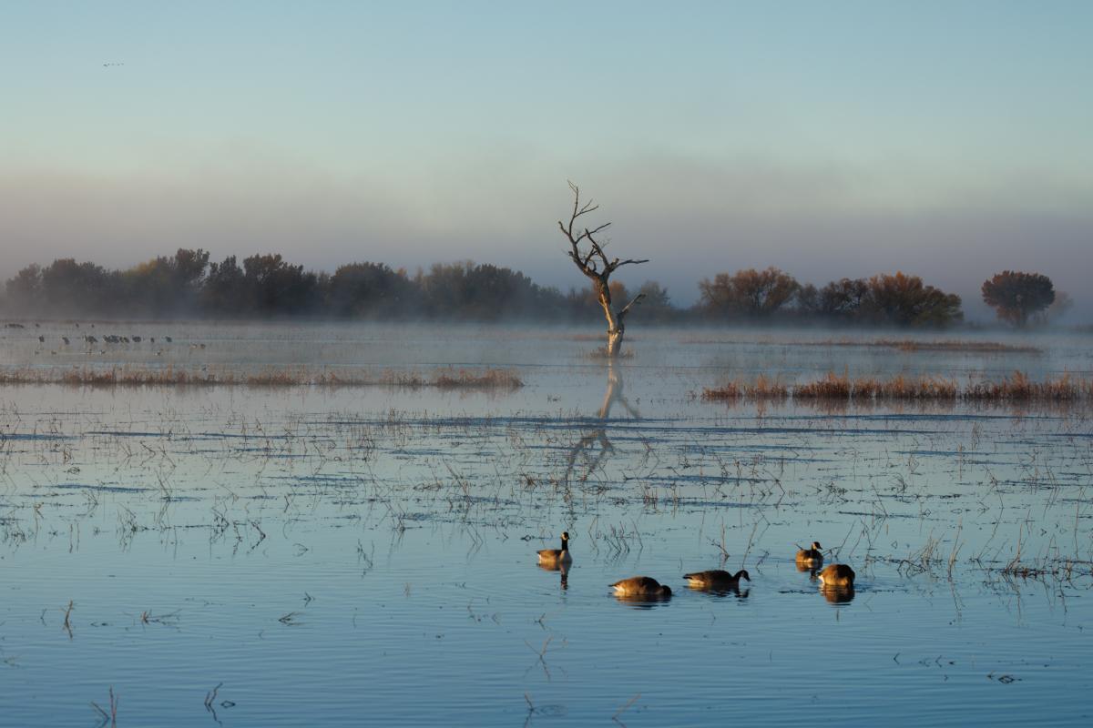 Morning mist hovers over a serene wetland at Bosque del Apache National Wildlife Refuge. Geese swim across the reflective water, with a solitary bare tree standing prominently in the background.