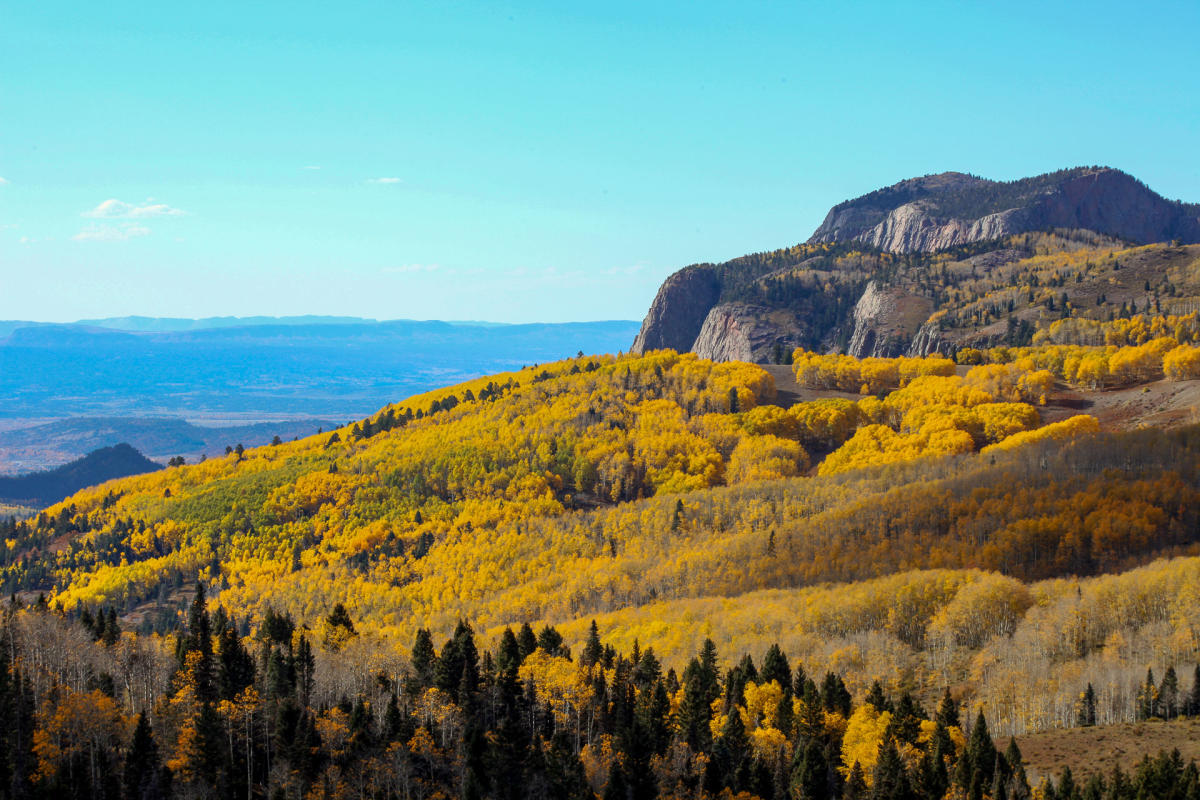 A scenic view of the Brazos Cliffs in autumn, showcasing a vast expanse of yellow and green trees across rolling hills, with a rocky mountain in the background under a clear blue sky.