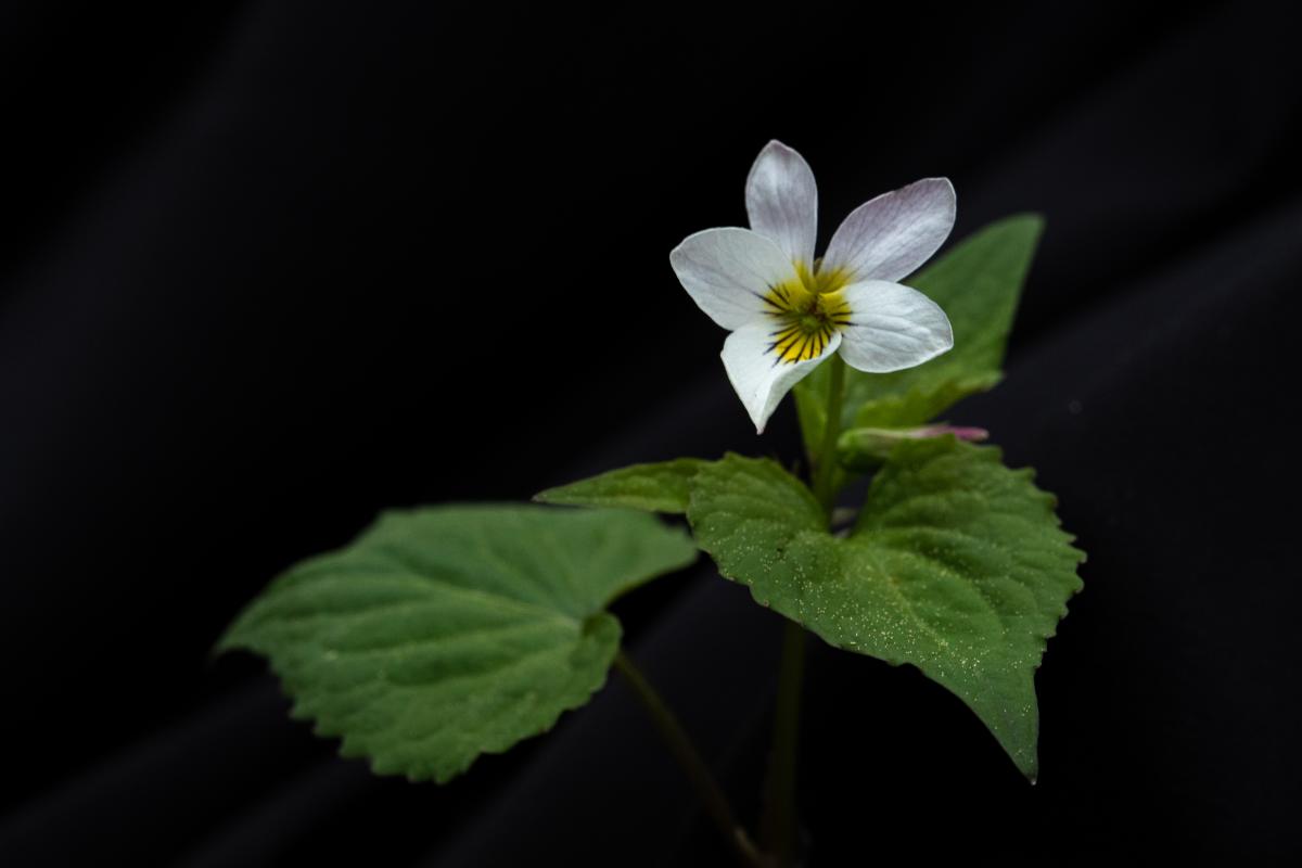 Canadian white violet