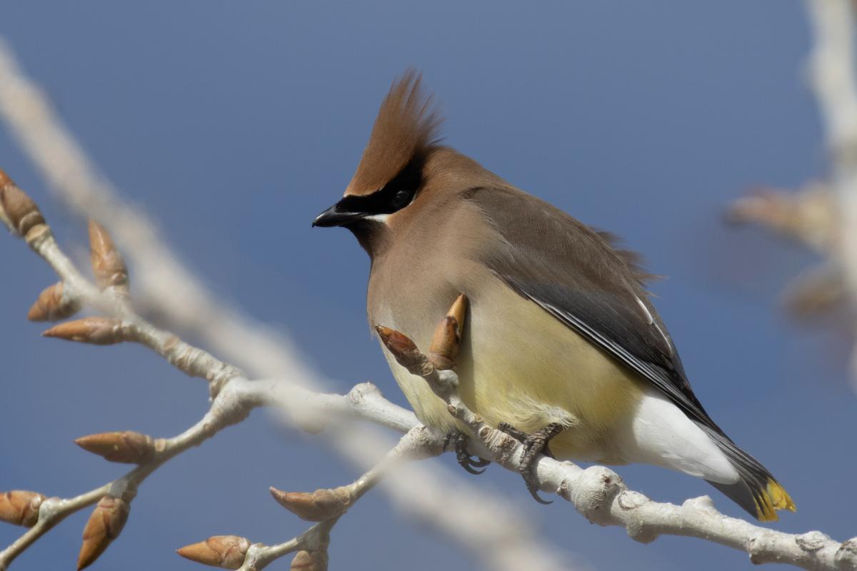 Cedar Waxwing