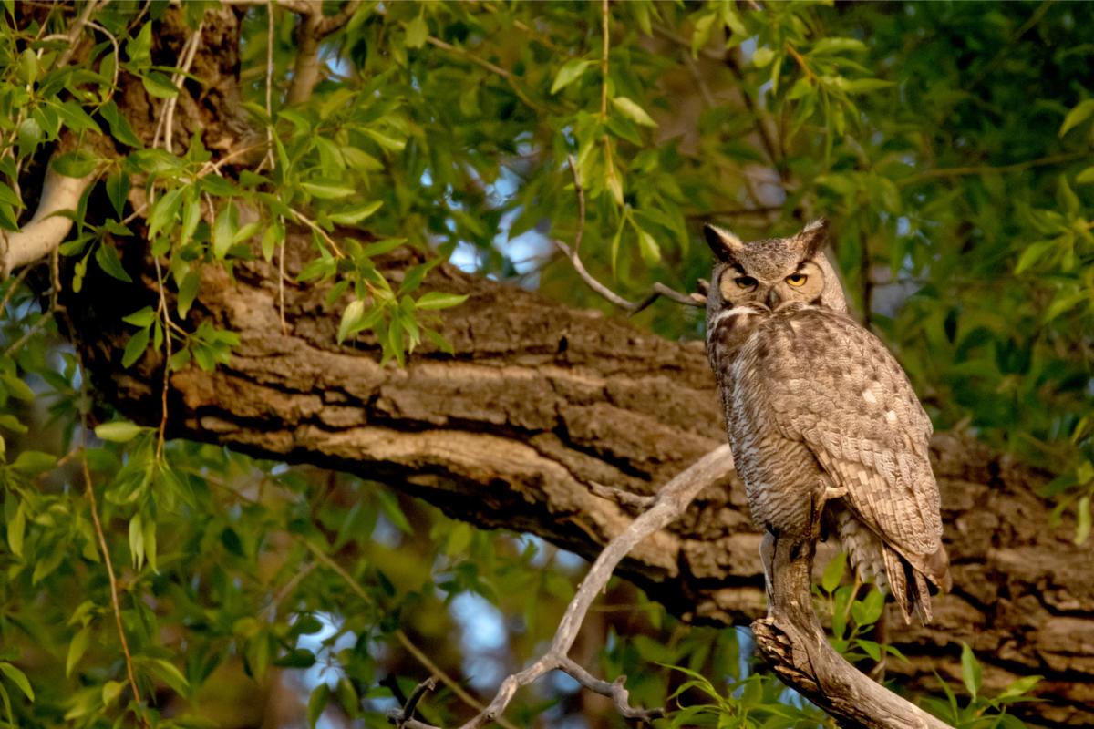 Great Horned Owl