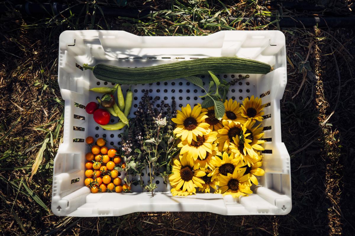 A plastic crate containing an assortment of fresh produce and flowers sitting on grass.