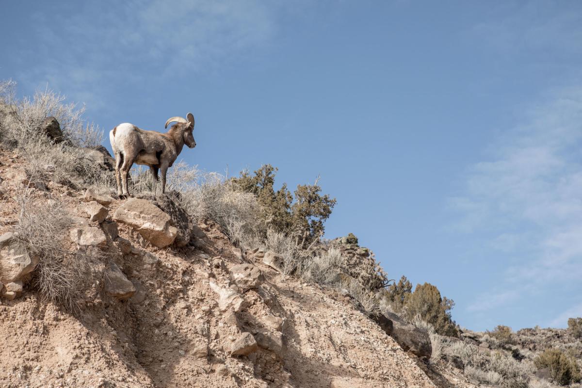 Bighorn on the rocks