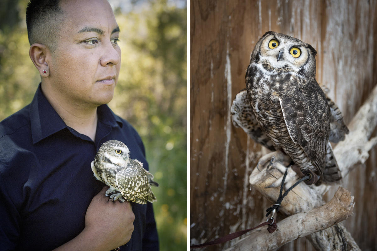 Burrowing Owl and Great Horned Owl at Santa Fe Raptor Center