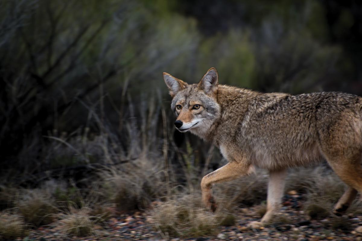 With one backward glance, a coyote slinks away.