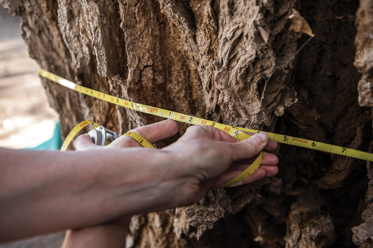 Foresters at work: Jennifer Dann in Albuquerque