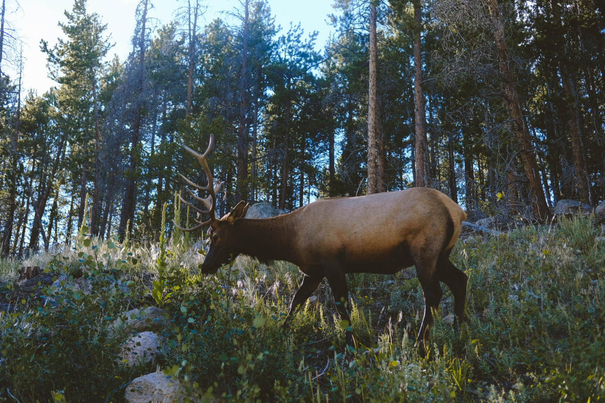 An Elk in the wild
