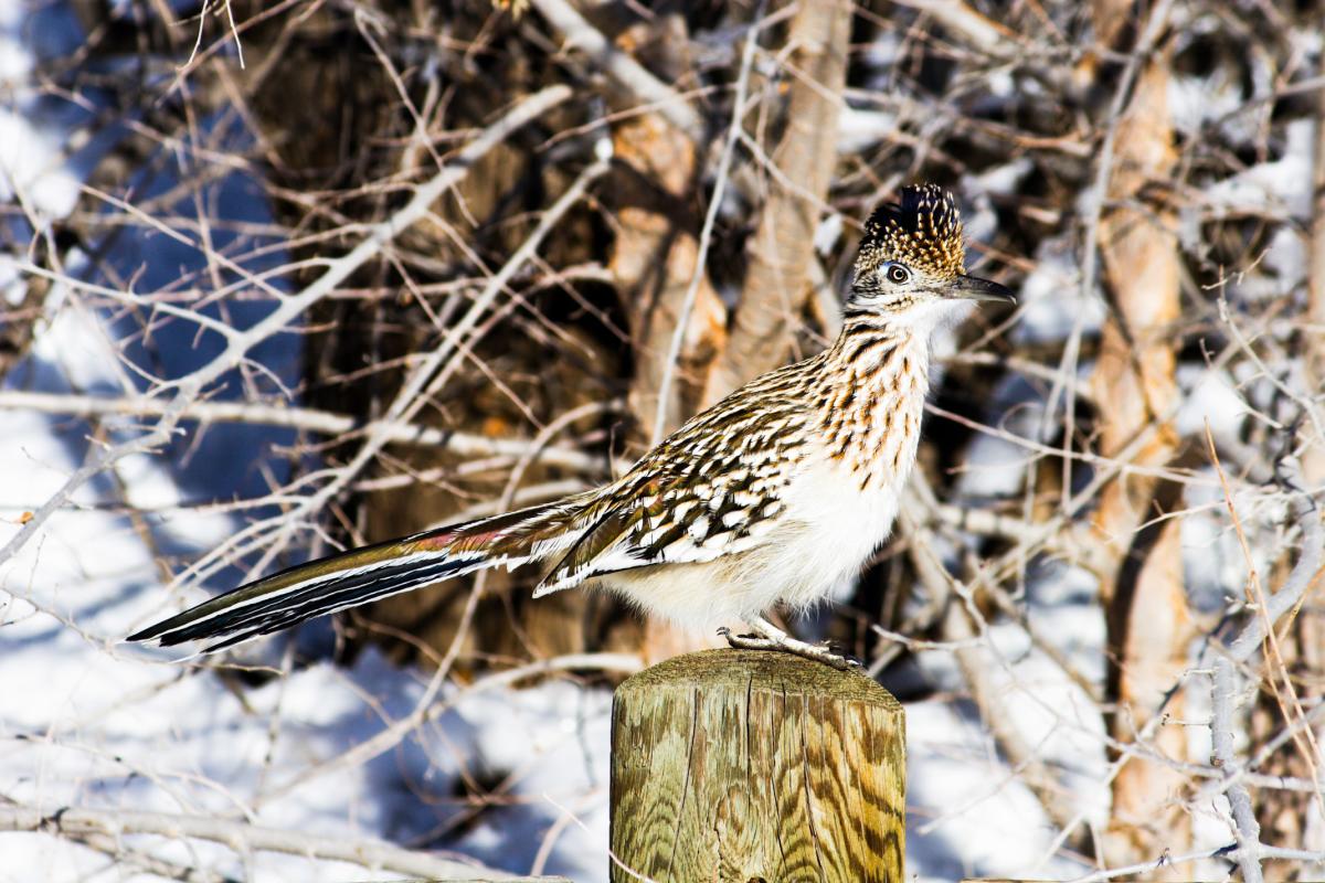 A Greater Roadrunner perched on a wooden post, set against a snowy background with bare twigs.