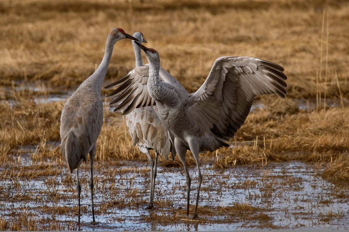 Three sandhill cranes in wetlands