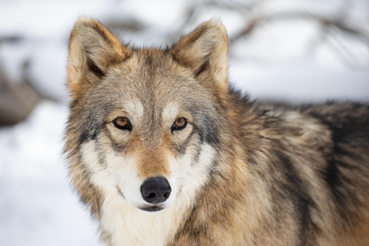 Wild Spirit Wolf Sanctuary