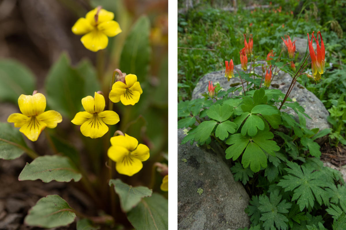 Nuttail's Violet and Western Columbine flowers