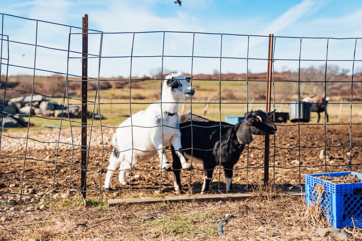 Simmons Farm Goat Hike