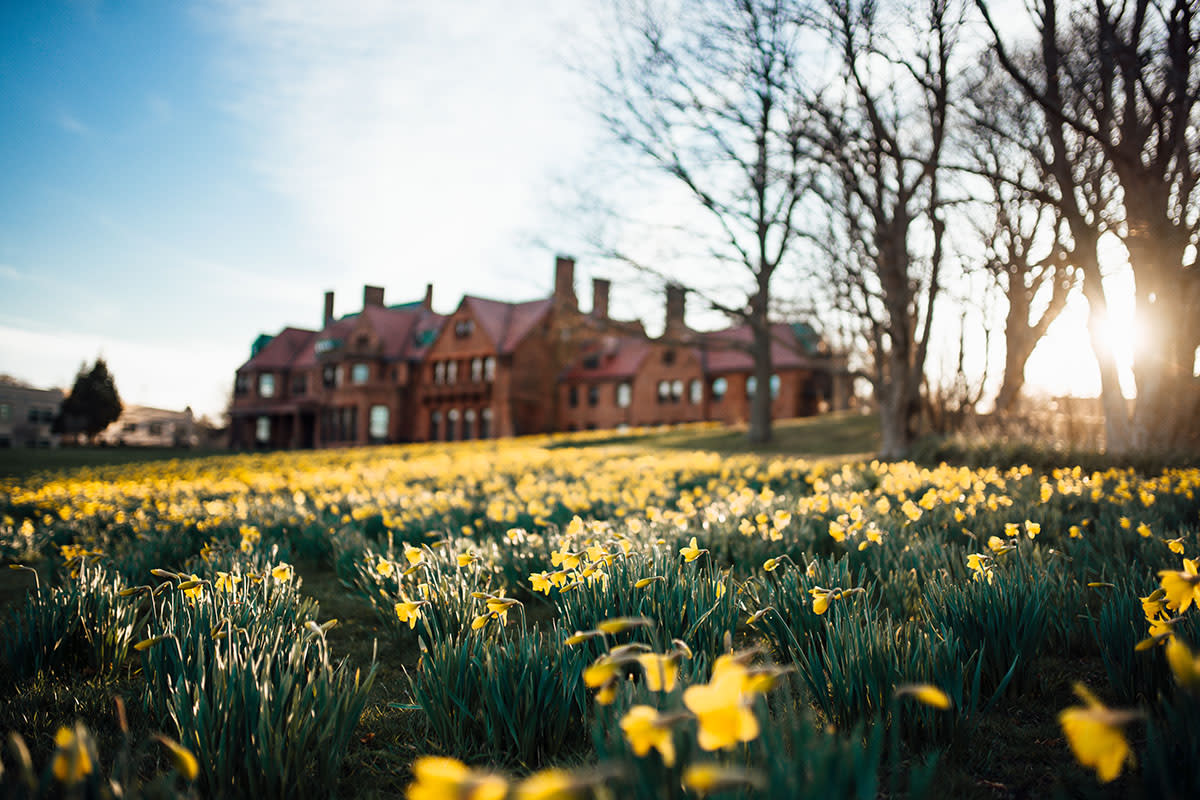 Field of Daffodils With Mansion In Back Ground In Newport, RI