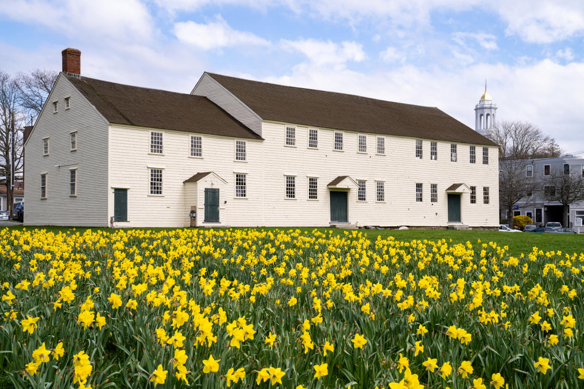 Great Friends Meeting House Daffodils Spring April