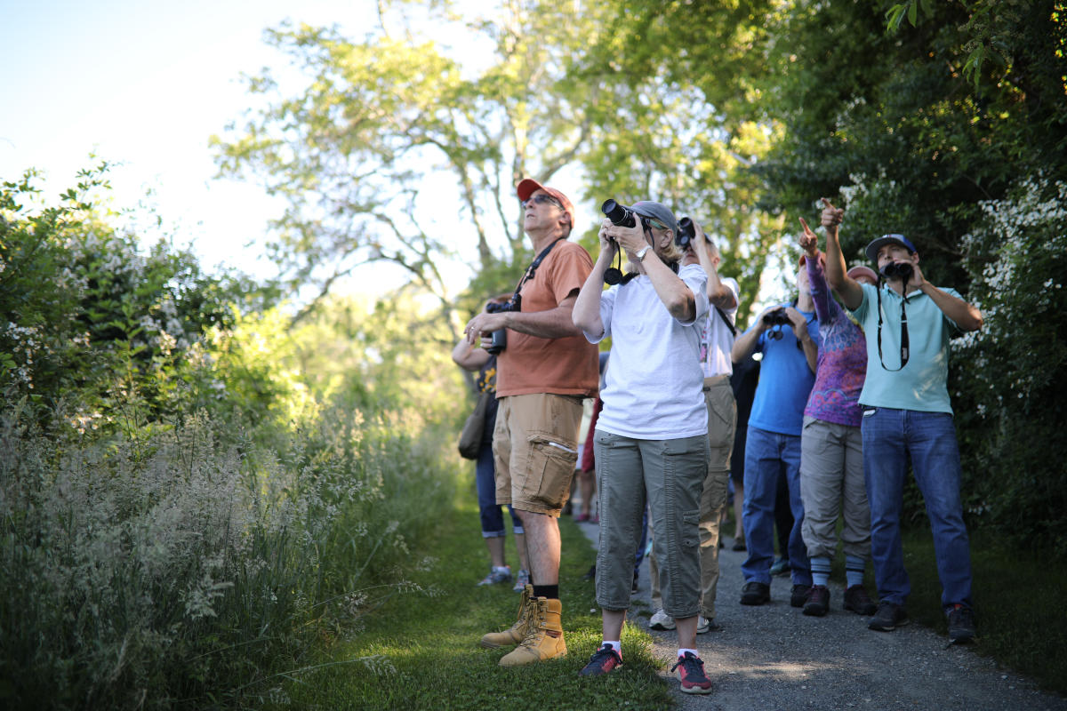 Bird Walks