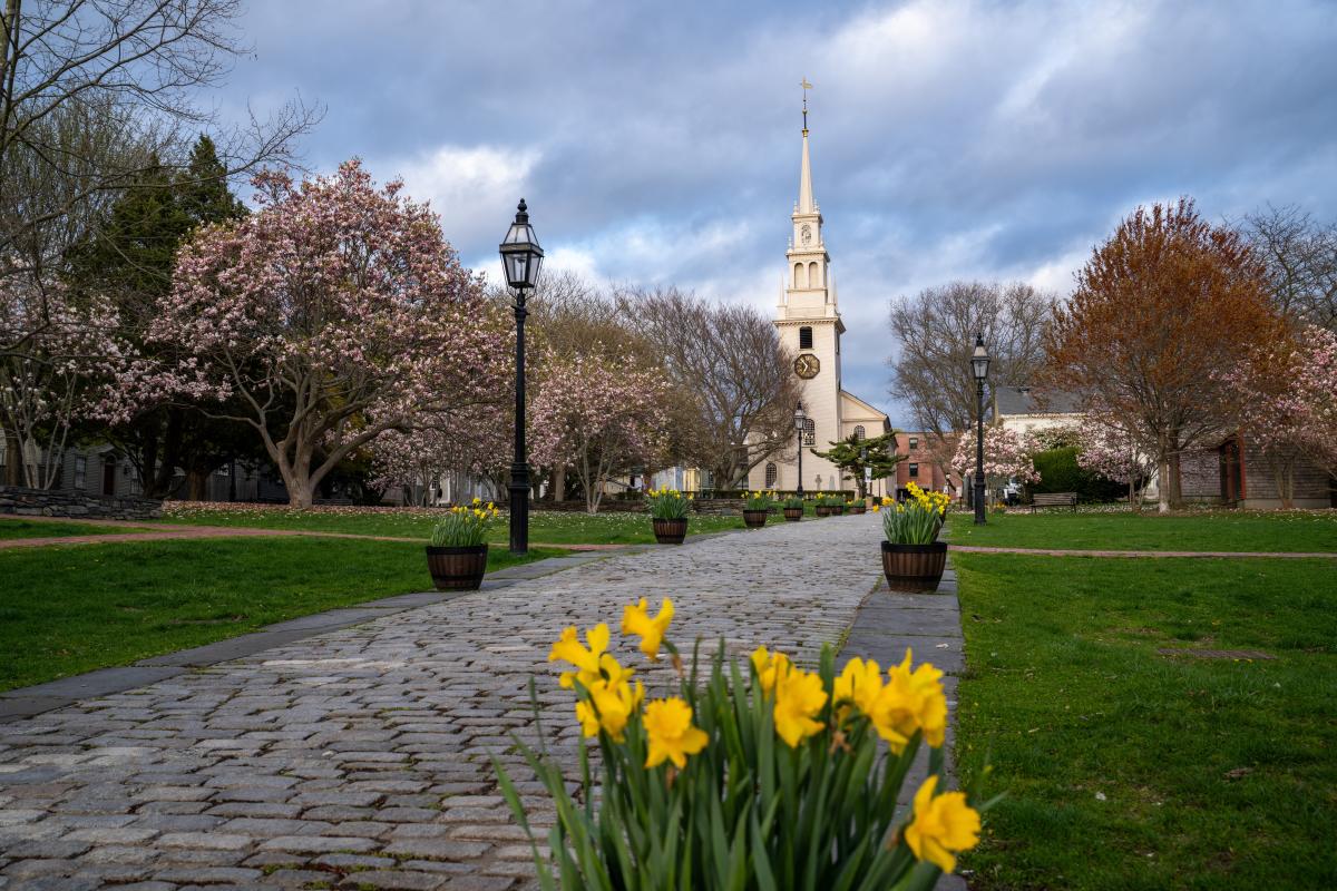 Queen Anne Square Spring Flowers Daffodil Yellow Cherry Pink