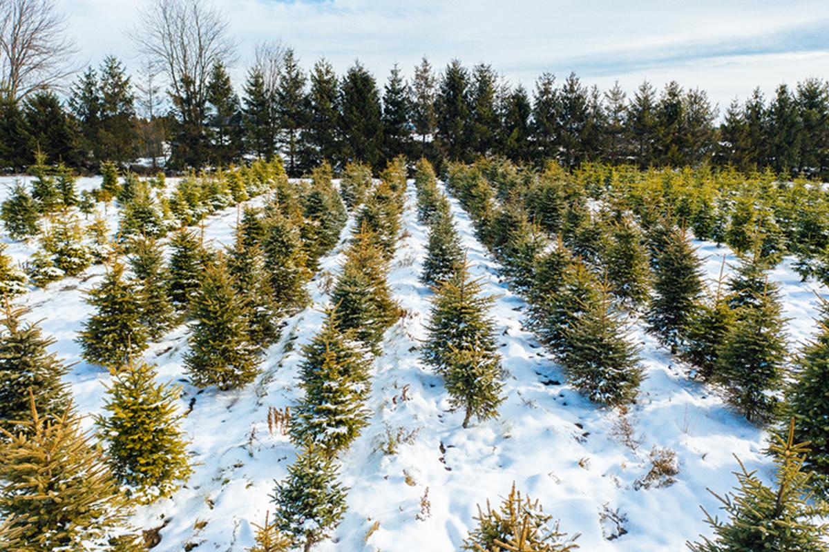 Copy of Sweet Berry Christmas Trees