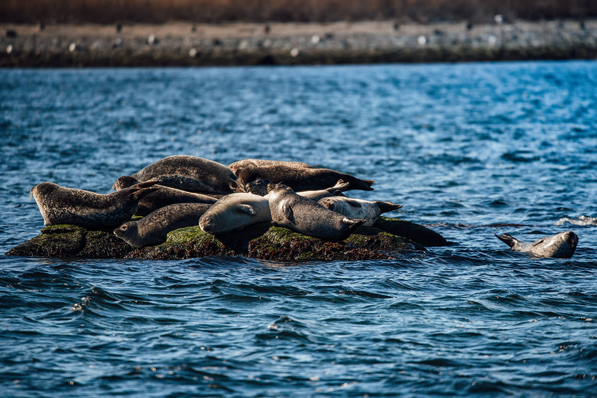 Seal Watch Tours Save the Bay