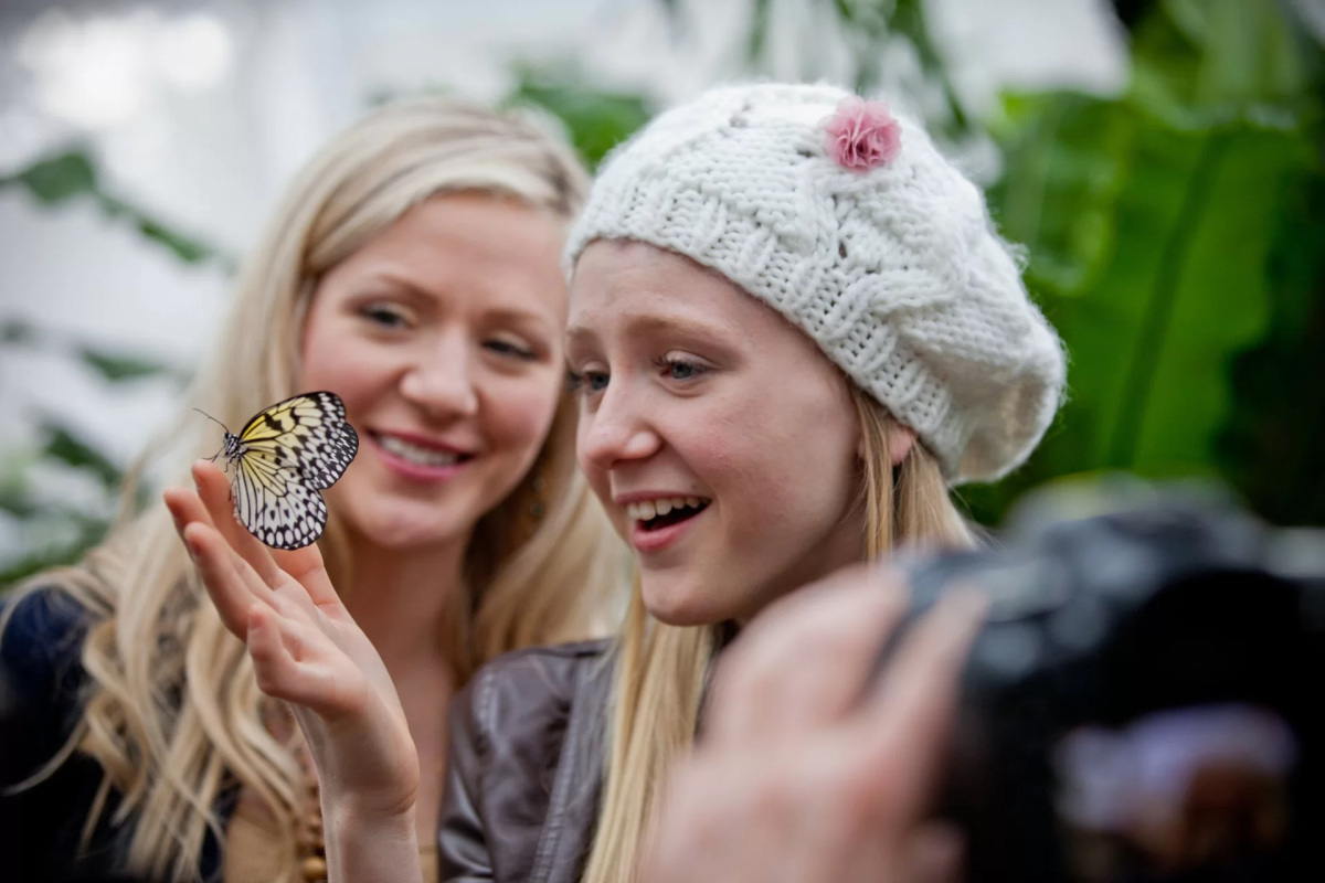 Butterfly
