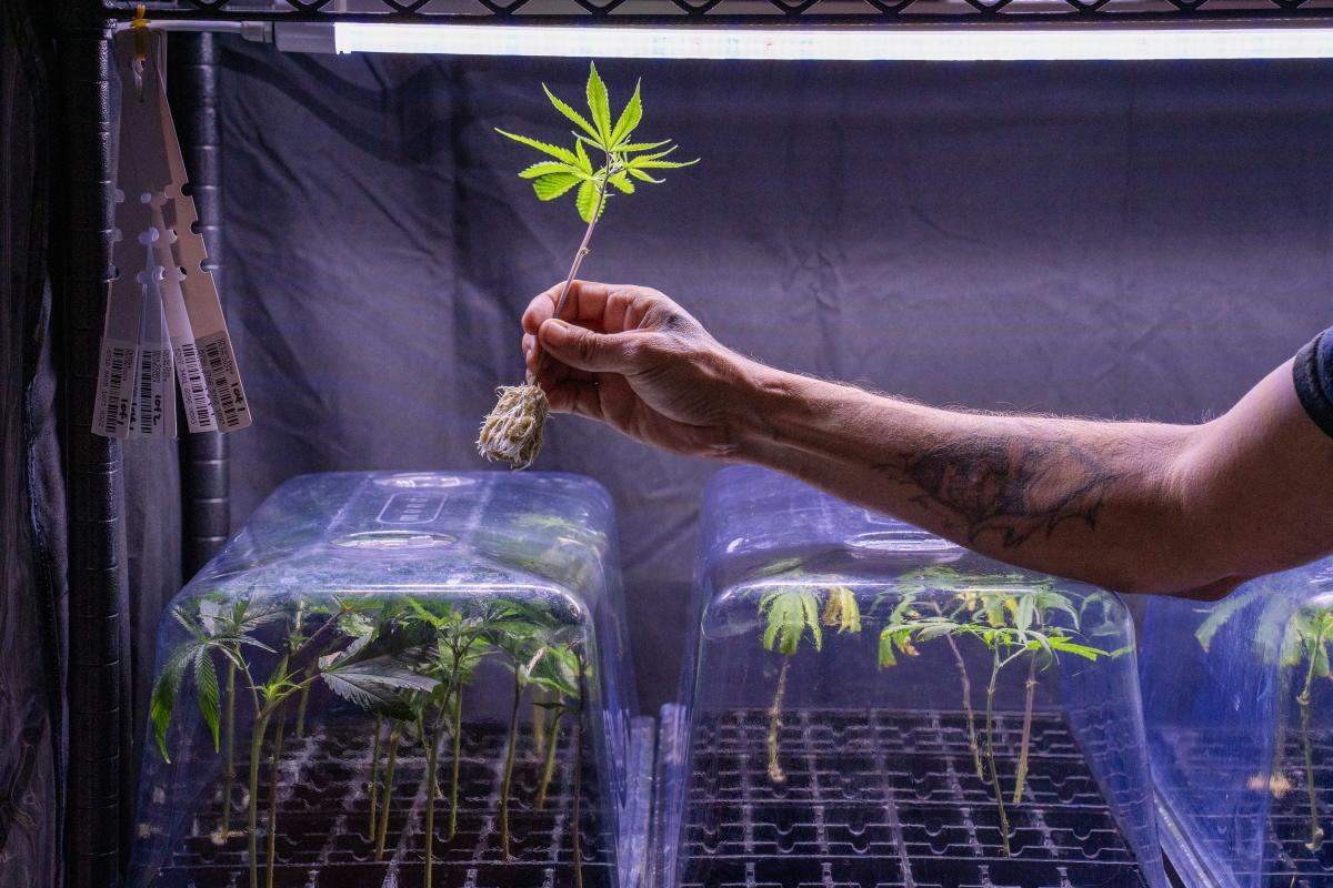 Taos Mountain Grown roots cannabis plants.