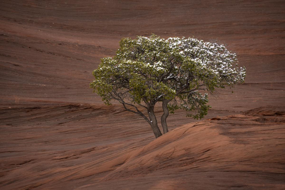 A single green tree dusted with snow stands resiliently on smooth red rock formations.