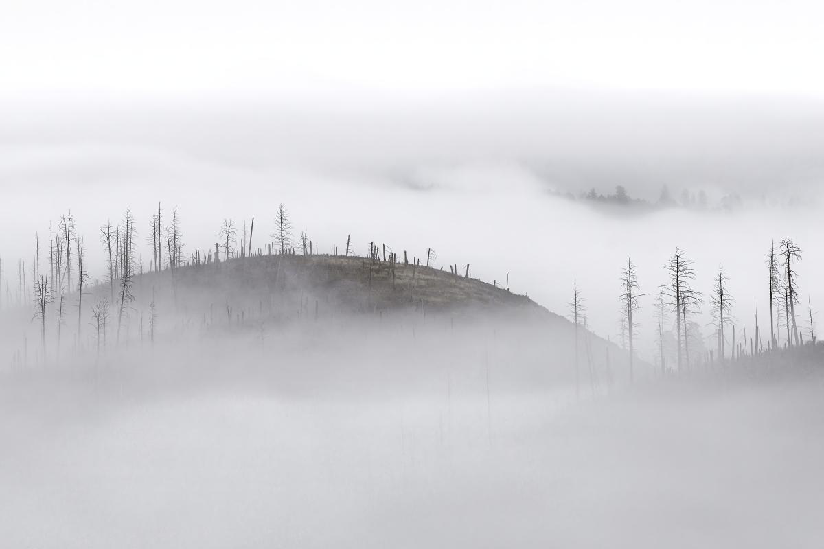 Misty landscape of a hill with sparse, bare trees protruding through dense fog.