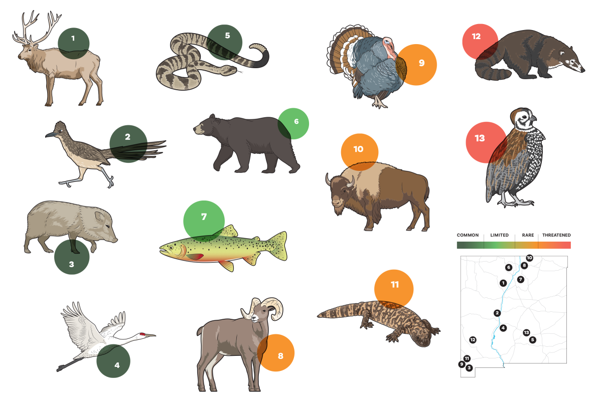 Animal illustrations