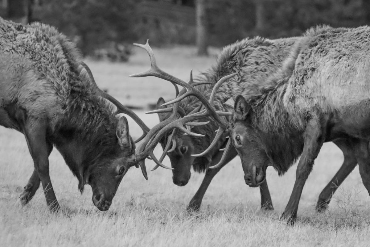 Three elk locked in an antler clash on grassy terrain, conveying tension and strength. The black and white image highlights their textured coats.