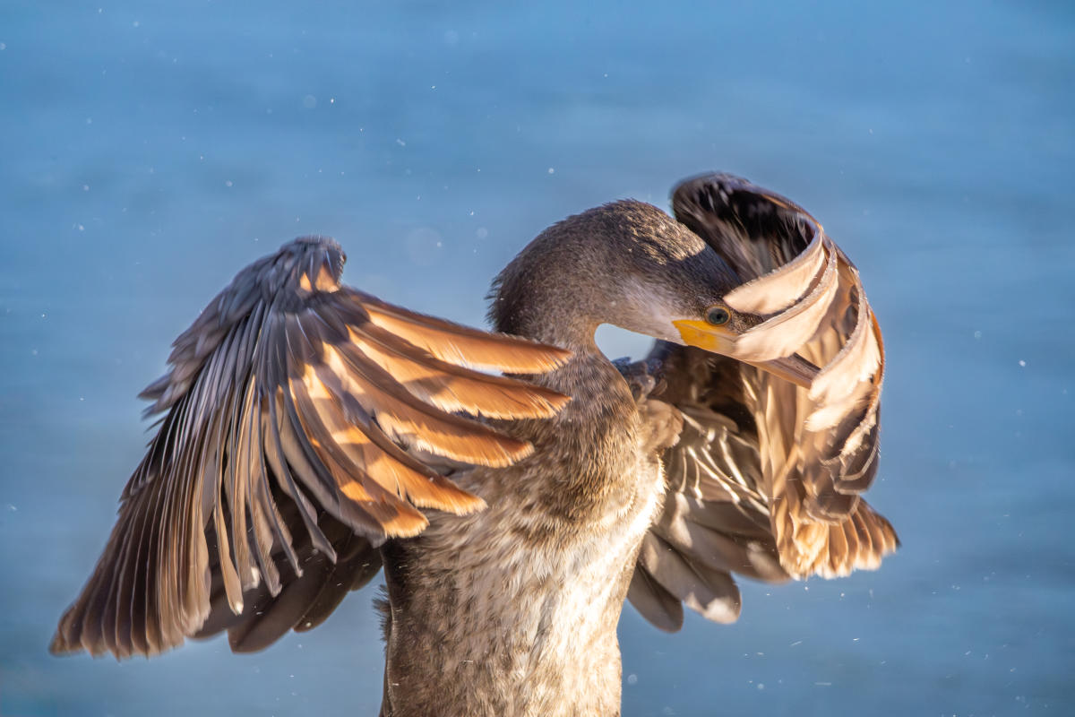 Cormorant preening its feathers with wings spread wide, set against a blurred blue background. The sunlight highlights its plumage.