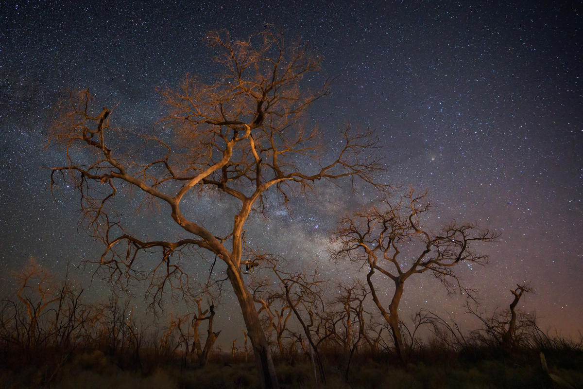 Cottonwoods and the Milky Way, Igal Brener