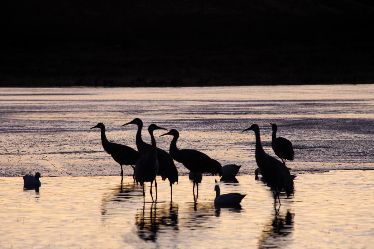 Sandhill Cranes at Bosque del Apache