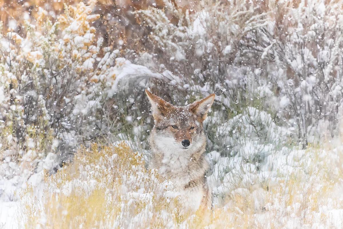 Pam Dorner, Song Dog in the Snow