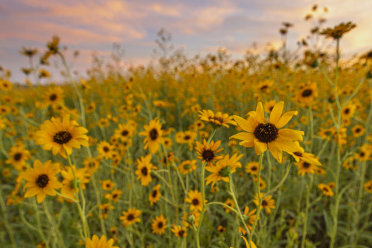 The Pecos Sunflower (Helianthus Paradoxus), New Mexico Magazine
