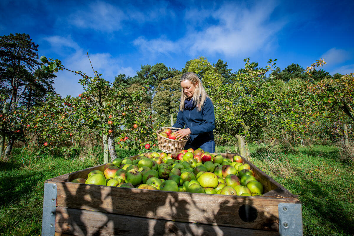 The Armagh Cider Company