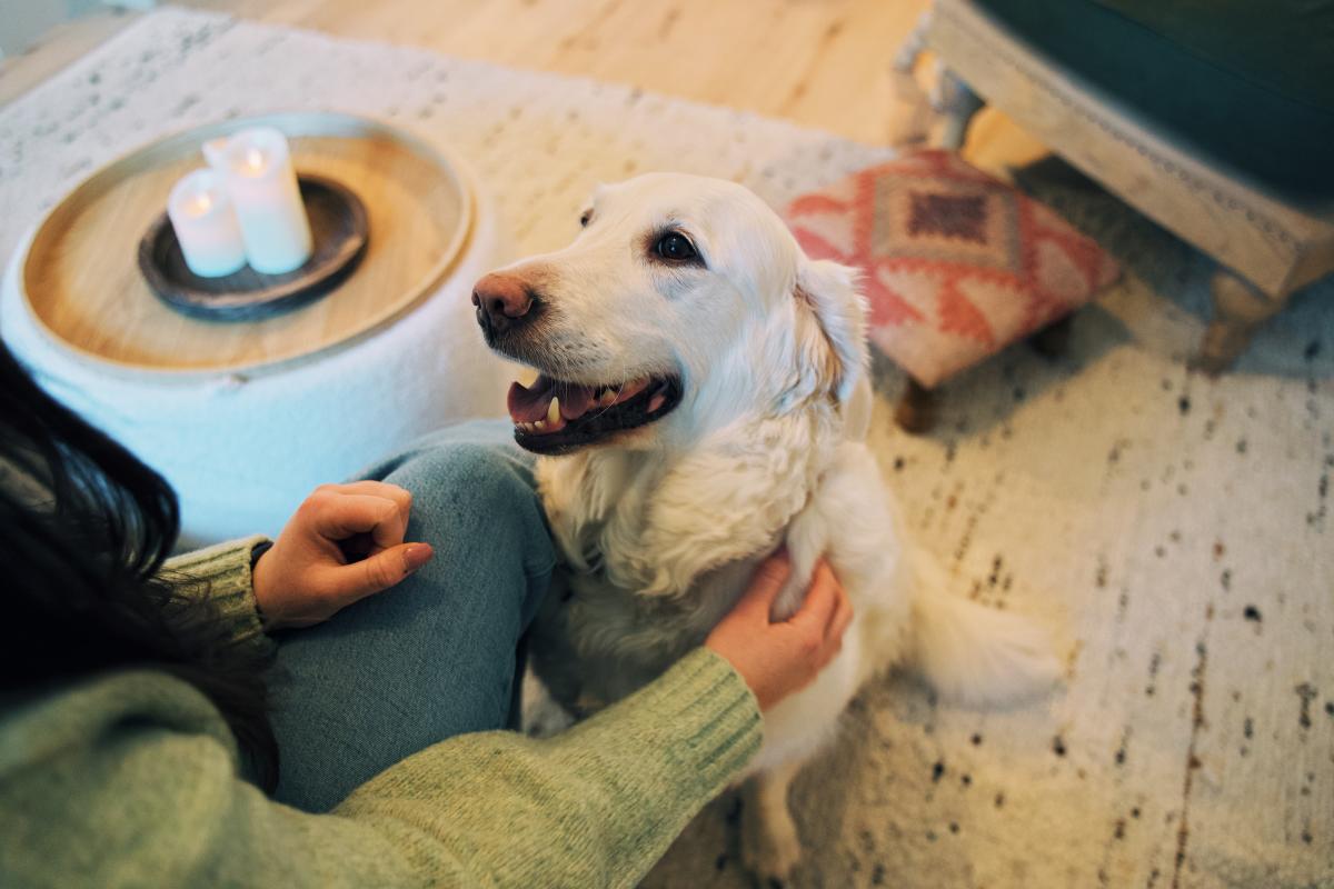 Dog Friendly Itinerary Armagh - 04