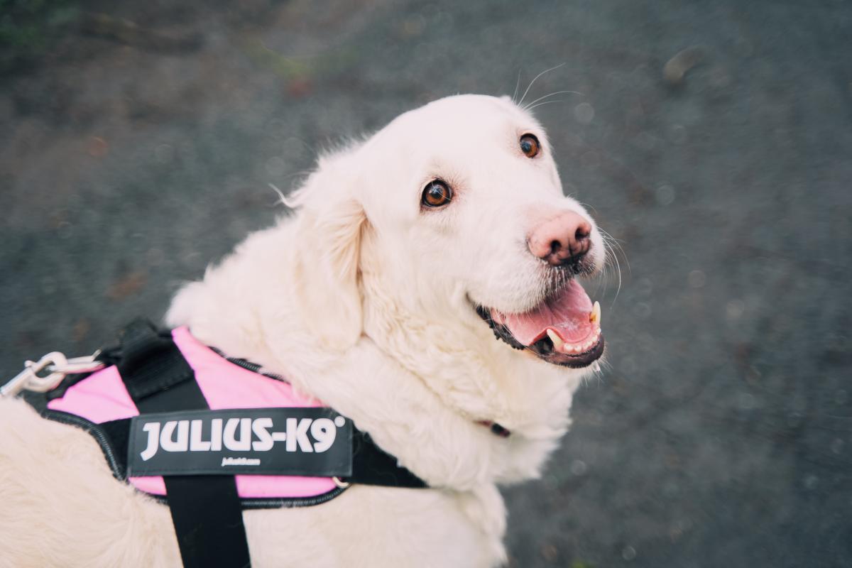 Dog Friendly Itinerary Armagh - 09