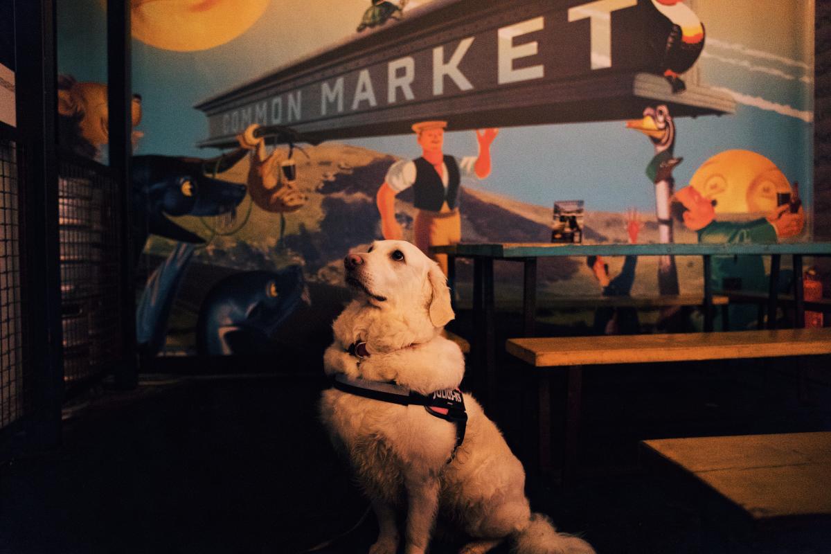 Golden retriever sitting inside Common Market Belfast, with colourful mural and market seating in the background